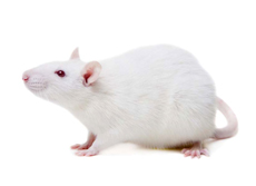 Sprague dawley Rats（SD）